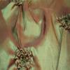 Olive Red Flower Pattern - Designer Fabrics Table Linens Rental Fabric Sample